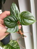 Philodendron Sodiroi, Huis en Inrichting, Kamerplanten, Ophalen of Verzenden, Overige soorten, Minder dan 100 cm