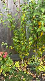 Hibiscus plant, Tuin en Terras, Planten | Bomen, Overige soorten, Minder dan 100 cm, Zomer, Ophalen