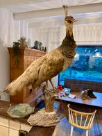 Prachtige vogel, vermoedelijk een Pauw, Ophalen, Gebruikt, Vogel, Opgezet dier