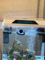 Schilpad, Dieren en Toebehoren, Ophalen of Verzenden, Zo goed als nieuw