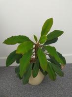 Madagascar Jewel plant excl. buitenpot incl. binnenpot, Huis en Inrichting, Kamerplanten, Ophalen, Overige soorten, Halfschaduw