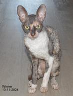 CORNISH REX POES VAN 1 JAAR. kITTENKAMPIOEN!!!, Dieren en Toebehoren, Katten en Kittens | Raskatten | Korthaar, Poes, Gechipt