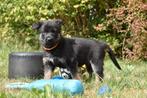 Duitse herder reutjes werklijn met stamboom, Dieren en Toebehoren, Honden | Herdershonden en Veedrijvers, 8 tot 15 weken, Meerdere