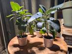Mother of Thousands / Bommenwerper / Kalanchoe daigremontian, Huis en Inrichting, Kamerplanten, Ophalen, Overige soorten, Minder dan 100 cm