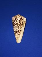 Schelpen, Conus bandanus, Verzamelen, Mineralen en Fossielen, Ophalen of Verzenden, Schelp(en)