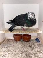 Jonge Gaditano duivin, Dieren en Toebehoren, Vogels | Duiven, Vrouwelijk, Kropper