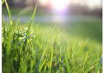 Gezocht reststukken graszoden voor de kippetjes, Tuin en Terras, Gras en Kunstgras, Ophalen, Zo goed als nieuw