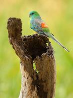 Gezonde volwassen koppels roodrugparkieten | Diverse kleuren, Dieren en Toebehoren, Reptielen en Amfibieën, Overige soorten, 0 tot 2 jaar