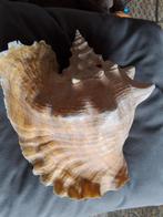 Grote schelp vleugelhoorn aliger gigas konininnehoorn 24cm, Ophalen of Verzenden, Schelp(en)