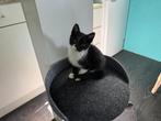 kittens, Dieren en Toebehoren, Katten en Kittens | Raskatten | Korthaar, Meerdere dieren, Ontwormd, 0 tot 2 jaar