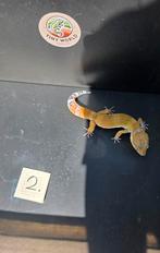 Jonge luipaardgekko's 0.1, Hagedis