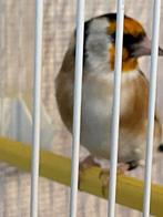 Majoor putter, Dieren en Toebehoren, Vogels | Kanaries, Mannelijk, Bastaard