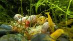 Ramshoorn slakken, Slak of Weekdier