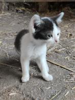 Kittens, Dieren en Toebehoren, Meerdere dieren