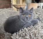 Brits Korthaar Blauw 💙 een katertje met stamboom, Dieren en Toebehoren, Katten en Kittens | Raskatten | Korthaar, Meerdere dieren