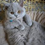 Brits / Britse korthaar kittens, STAMBOOM, ingeënt, Dieren en Toebehoren, Katten en Kittens | Raskatten | Korthaar, Kater, Gechipt