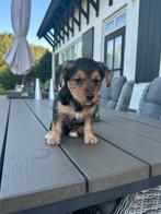 Boomer pups, Overige rassen, 8 tot 15 weken, CDV (hondenziekte), Meerdere