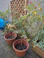 Twee rozenstruiken, Tuin en Terras, Ophalen, Zo goed als nieuw, Rond, Minder dan 60 cm