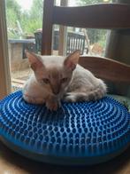 bengaalse kittens, Dieren en Toebehoren, Katten en Kittens | Raskatten | Korthaar, Poes, 0 tot 2 jaar