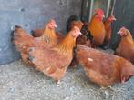 New hampshire kriel hennetjes evt met haan, Dieren en Toebehoren, Pluimvee, Meerdere dieren, Kip
