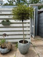Mooi bloempot voor buiten met Ligustrum Jonandrum plant, Ophalen, Overige materialen, 40 cm of meer, Rond