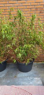 3 x Bamboe, niet woekerende, in pot., Tuin en Terras, Ophalen, Bamboe