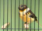 Gloster kanarie, Dieren en Toebehoren, Meerdere dieren, Postuurkanarie