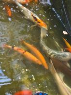 Windes te koop, Dieren en Toebehoren, Karper of Koi