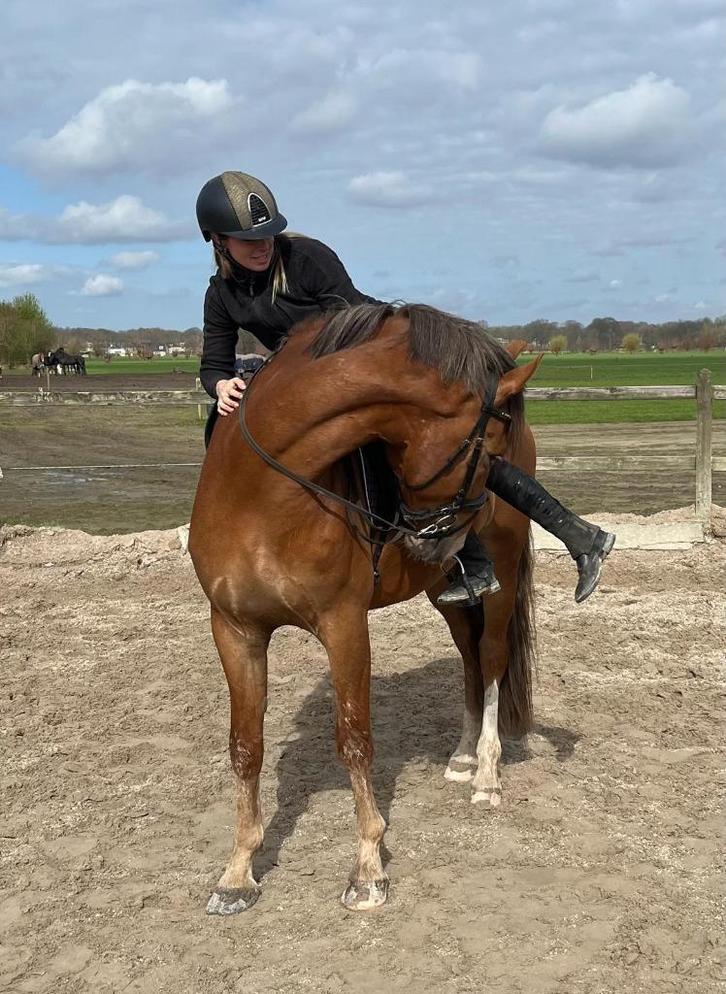 ⭐️ Zadelmak maken & Revalidatie training ⭐️, Diensten en Vakmensen, Dieren | Paarden | Verzorging, Oppas en Les, Gedragstraining