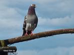 Sierduiven te koop, Dieren en Toebehoren, Vogels | Duiven, Meerdere dieren