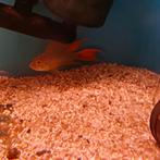 Mooie cakatoe ciclide, Vis, Zoetwatervis