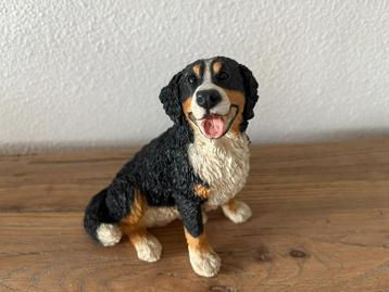 Lieve Berner sennenhond Castagna beschikbaar voor biedingen