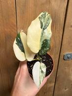 Monstera thai constellation plant creme brulee cream ivory, Ophalen of Verzenden, Halfschaduw, Minder dan 100 cm