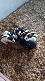 Jonge lotharinger konijnen ras zuiver, Dieren en Toebehoren, Konijnen, Meerdere dieren, Groot, 0 tot 2 jaar