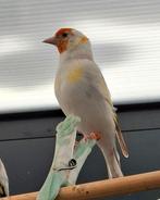 Major putter poppen 2025, Dieren en Toebehoren, Vogels | Overige Vogels, Vrouwelijk, Wildzangvogel, Geringd
