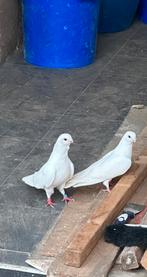 Mooie witte duiven, Dieren en Toebehoren, Meerdere dieren, Overige soorten