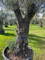 Prachtige olijfboom met vertakkingen in de kruin NR- BL26, Overige soorten, 100 tot 250 cm, Zomer, Ophalen
