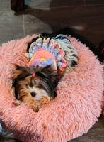 Biewer Yorkshire terrier teefje mini, Yorkshire Terriër, Rabiës (hondsdolheid), 15 weken tot 1 jaar, Teef