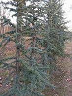 Cedrus libani 'Fastigiata' - Zuilvormige Ceder, Tuin en Terras, Planten | Bomen, Ophalen, Volle zon, Overige soorten