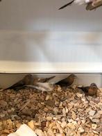 Zilverbekjes, Dieren en Toebehoren