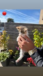 Kittens, Dieren en Toebehoren, Katten en Kittens | Overige Katten, 0 tot 2 jaar