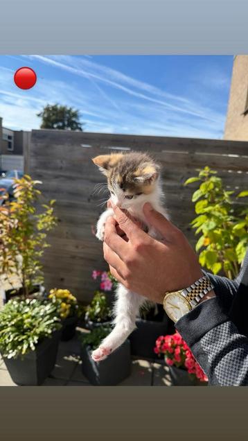 Kittens beschikbaar voor biedingen