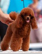 Raszuivere toy poedels  toypoedel pups, Poedel, Rabiës (hondsdolheid), 8 tot 15 weken, Meerdere