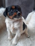Prachtige pups, Dieren en Toebehoren, 8 tot 15 weken, CDV (hondenziekte), Meerdere, Nederland