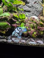 Polar Blue Parrot Zebra Cichliden, Dieren en Toebehoren, Vis