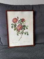 Rosa Pumila - Rosier d'Amour, Ophalen, Minder dan 50 cm, Tekening, Zo goed als nieuw