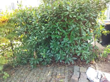 laurierhaag beschikbaar voor biedingen