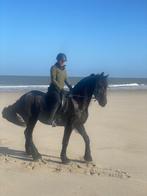 Super brave Fries te koop, Merrie, Z, 170 tot 175 cm, Gechipt