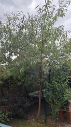 Prachtige amandelboom, Ophalen, Bloeit niet, Volle zon, Overige soorten