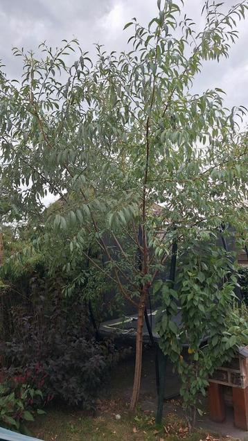 Prachtige amandelboom beschikbaar voor biedingen